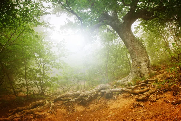 Forest in the early morning — Stock Photo, Image