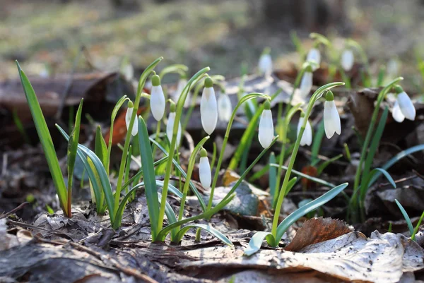 Gotas de nieve — Foto de Stock