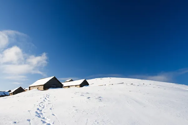 Träd täckta med hesparfrost — Stockfoto