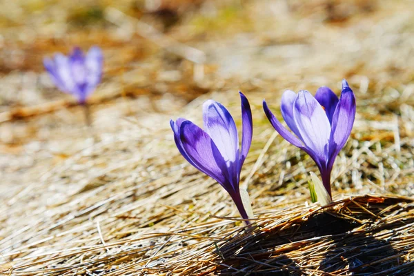 Crocus — Stock Photo, Image