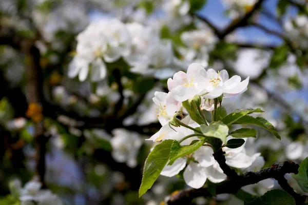 Apfelbaum — Stockfoto