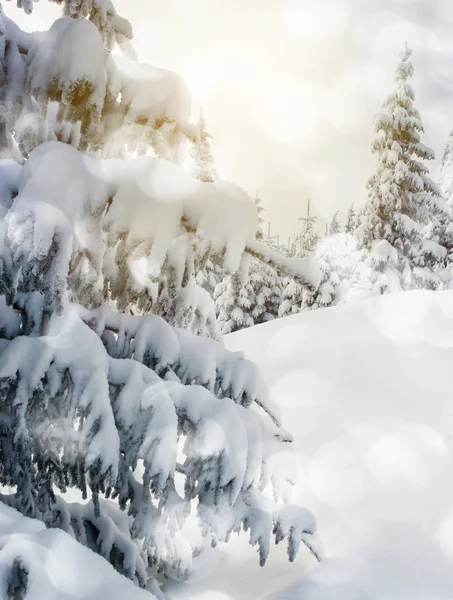 Träd täckta med hesparfrost — Stockfoto