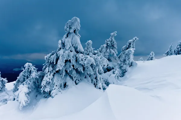 Árboles de invierno —  Fotos de Stock