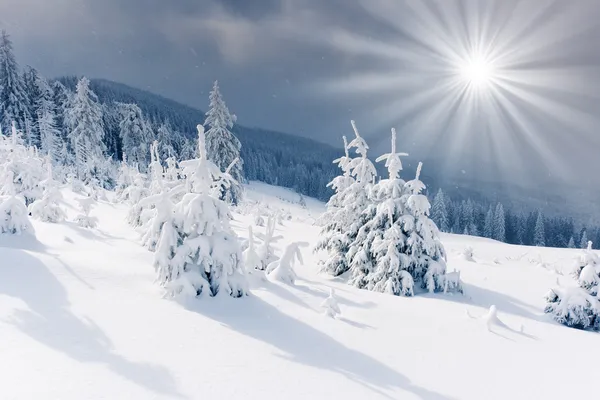 Träd täckta med hesparfrost — Stockfoto