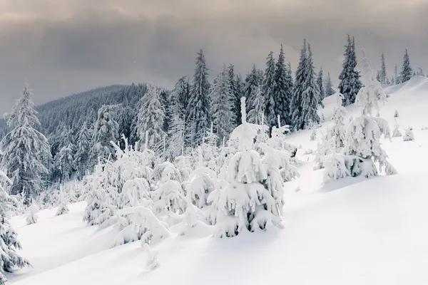 Alberi ricoperti di brina — Foto Stock