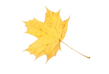 akçaağaç yaprağı