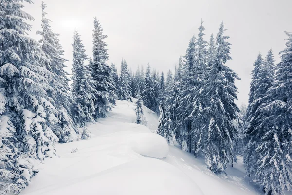 Vinterlandskap — Stockfoto