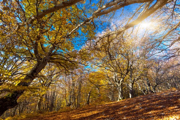 Herfstbos — Stockfoto