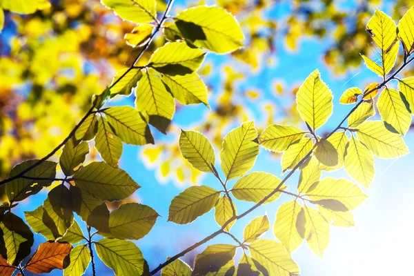 Herfstbladeren — Stockfoto