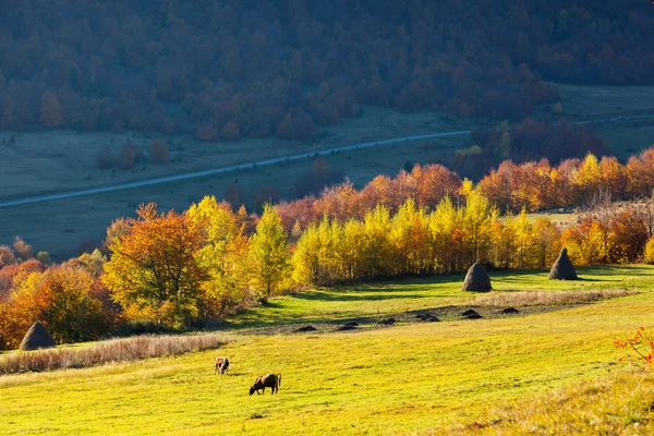 Sonbahar manzarası — Stok fotoğraf