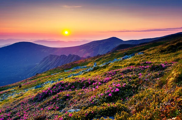 Flores de rododendro em montanhas — Fotografia de Stock