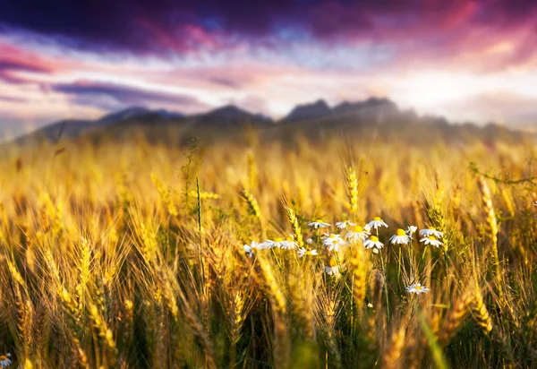 Campo de trigo — Fotografia de Stock