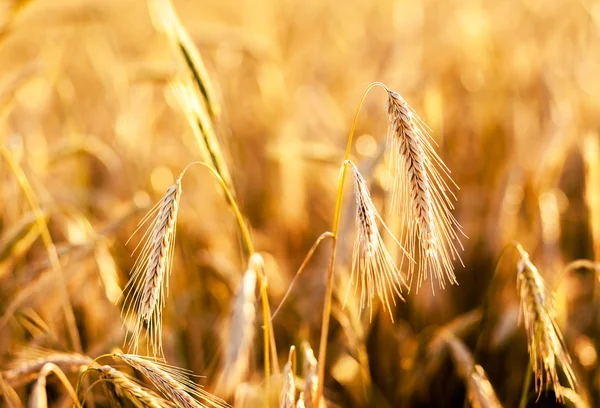 Close up of wheat — Stock Photo, Image