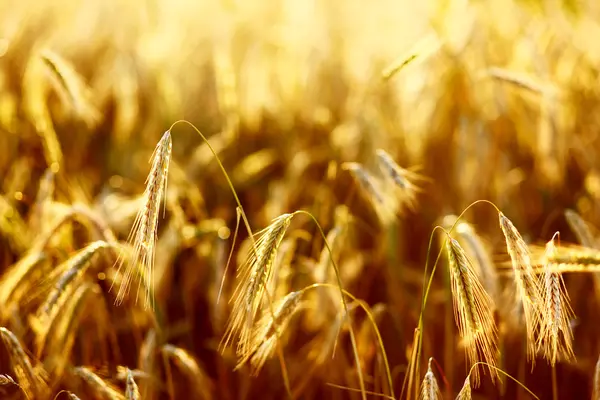 Close up of wheat — Stock Photo, Image