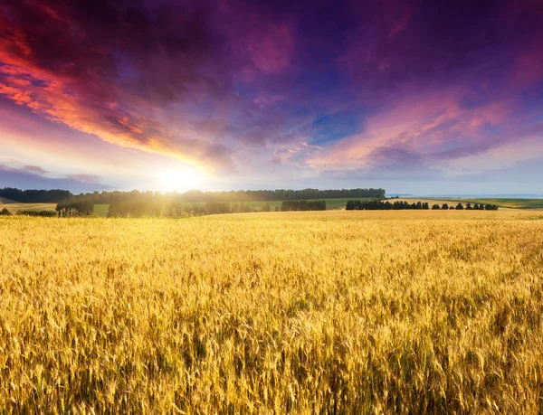 Campo de trigo — Fotografia de Stock