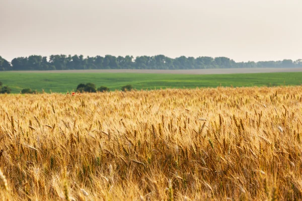 Tarweveld — Stockfoto