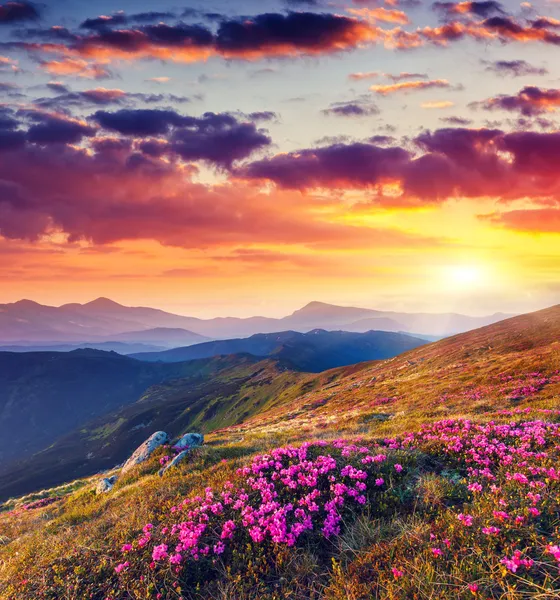 Flores de rododendro em montanhas — Fotografia de Stock