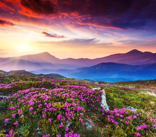 Różanecznik kwiaty w górach — Zdjęcie stockowe