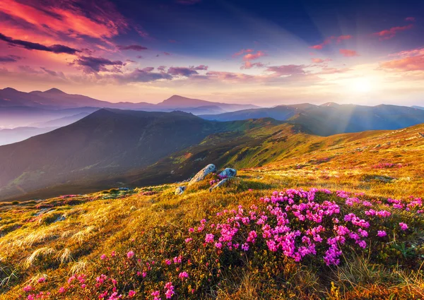 Rhododendron bloemen in Bergen