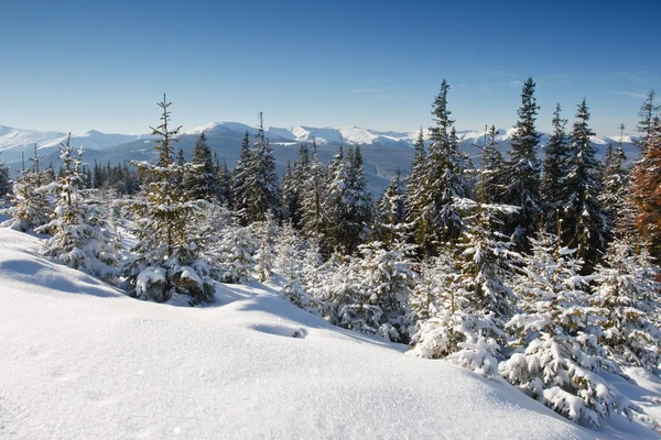 Árboles de invierno —  Fotos de Stock