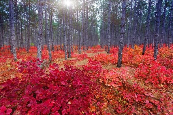 Efterår landskab - Stock-foto