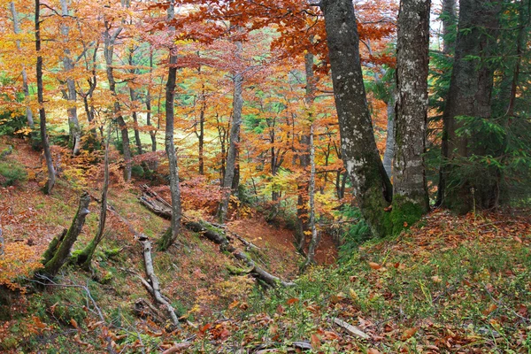 Foresta autunnale — Foto Stock