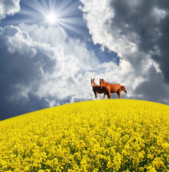 Horses in field — Stock Photo, Image