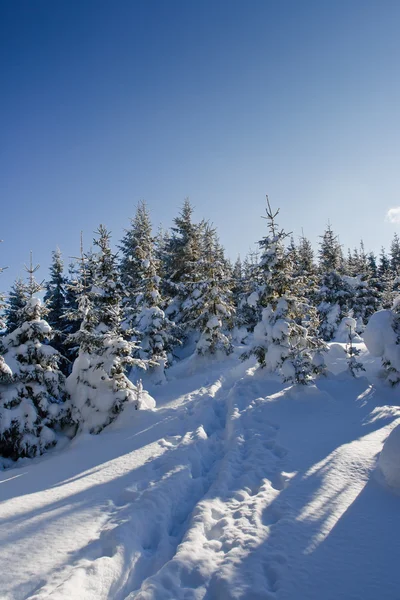 Winter landscape — Stock Photo, Image