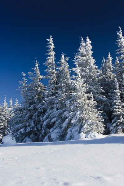 Alberi invernali — Foto Stock