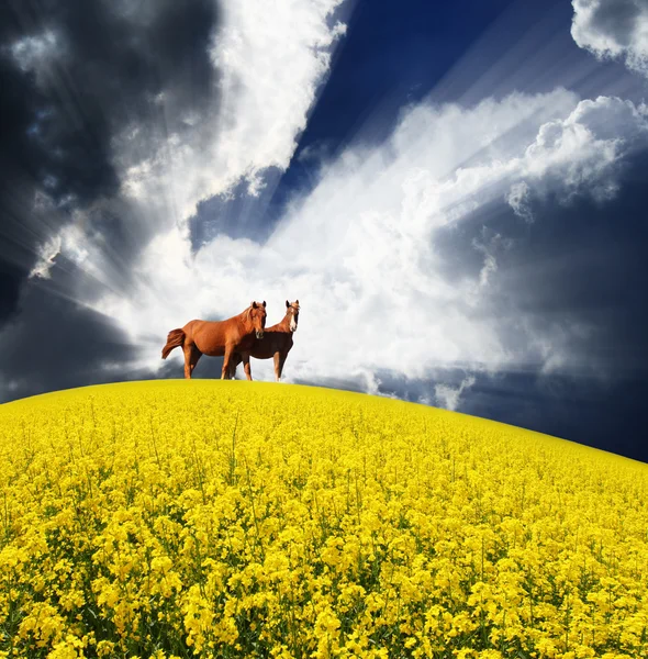 Gelbes Feld und Pferde — Stockfoto