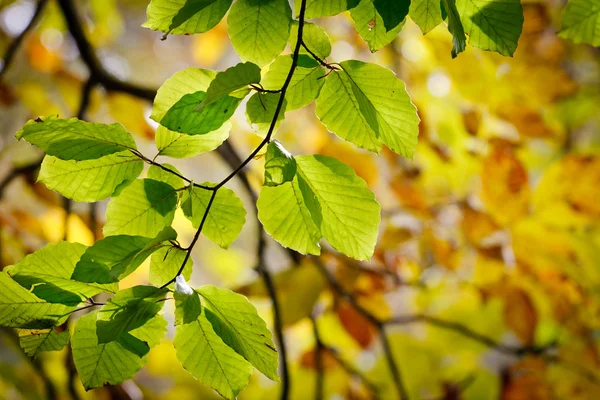 Herfstblad — Stockfoto