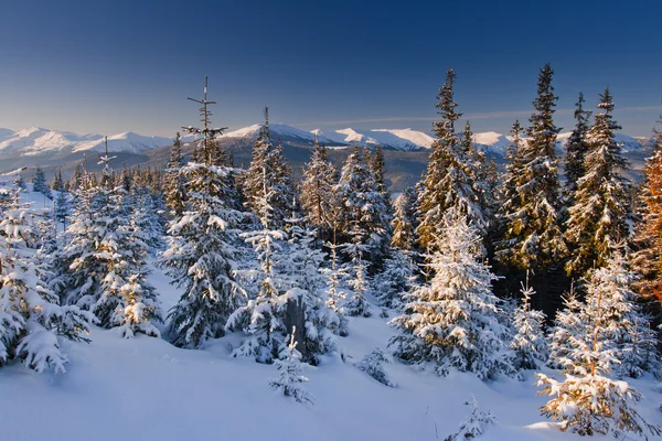 Paisagem inverno — Fotografia de Stock