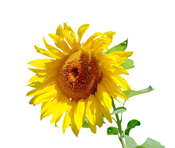 Isolated sunflower Stock Photo