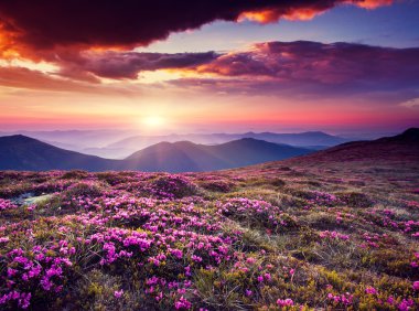 Pembe Rhododendron çiçekleri