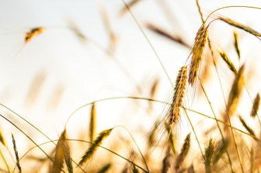 altın buğday alanı