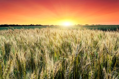 buğday alan günbatımı