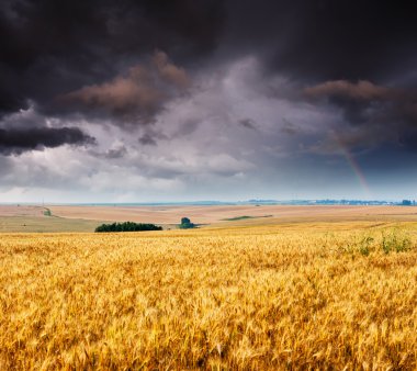 buğday alan ve gri gökyüzü