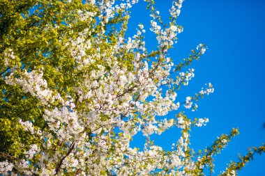 Kiraz çiçeği demet