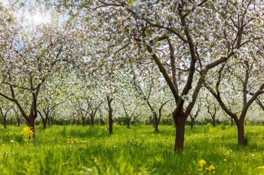 elma ağaçlarının