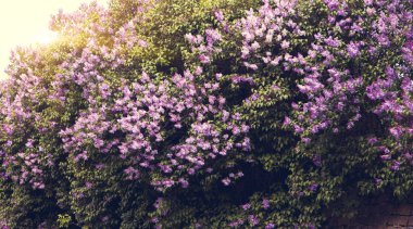 Lila çiçek yaprakları ile