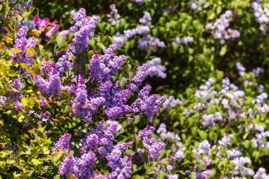 Lila çiçek yaprakları ile