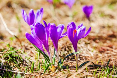 mor kır çiçekleri