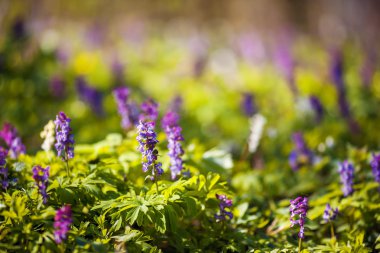 Bahar çayır çiçekler