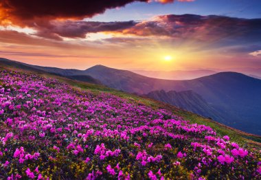 Pembe Rhododendron çiçekleri