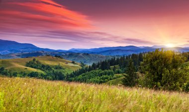 güzel çiçek açan hills alacakaranlıkta