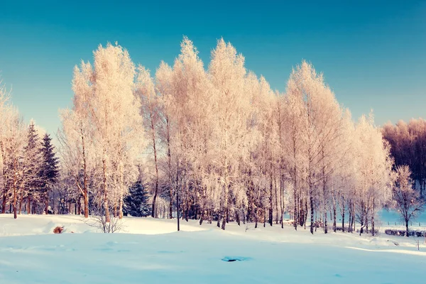 Paysage d'hiver en ukraine — Photo