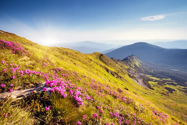 Flores de rododendro rosa — Foto de Stock