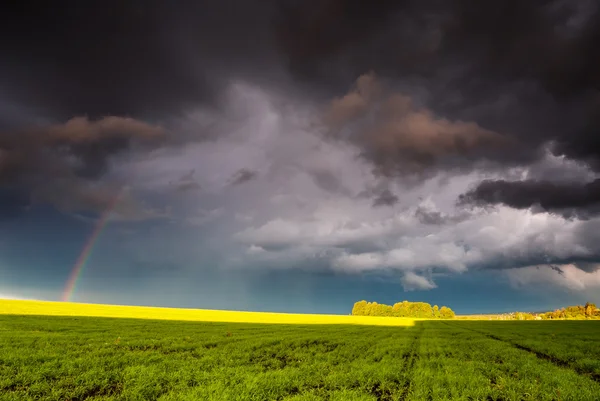 Fantastic green field — Stock Photo, Image