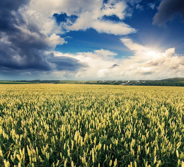 Campo de trigo dorado y cielo azul — Foto de Stock