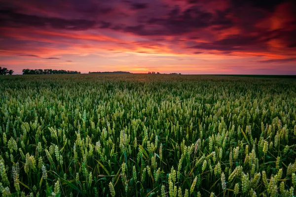 Fantastic wheat field at sunset — Fotografia de Stock
